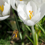 Benefits of Keeping Bees