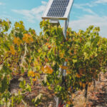 Homestead Solar Panels