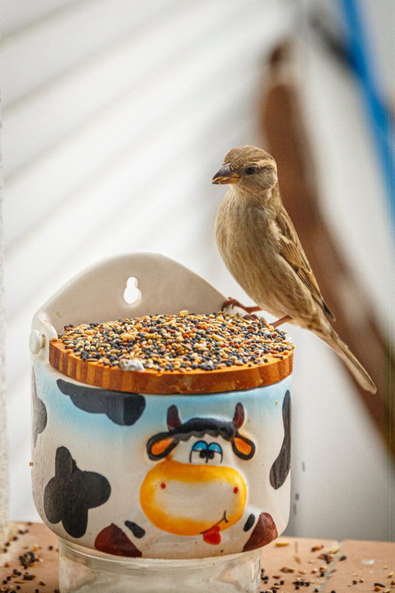 How to Build a Bird Feeding Station