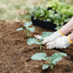 How to Start Your Own Organic Garden