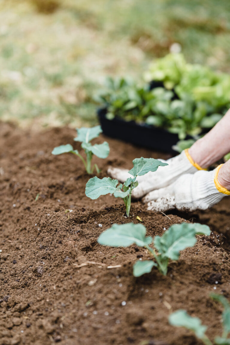 How to Start Your Own Organic Garden