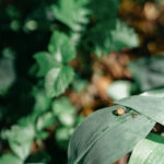 Organic Pest Control Methods