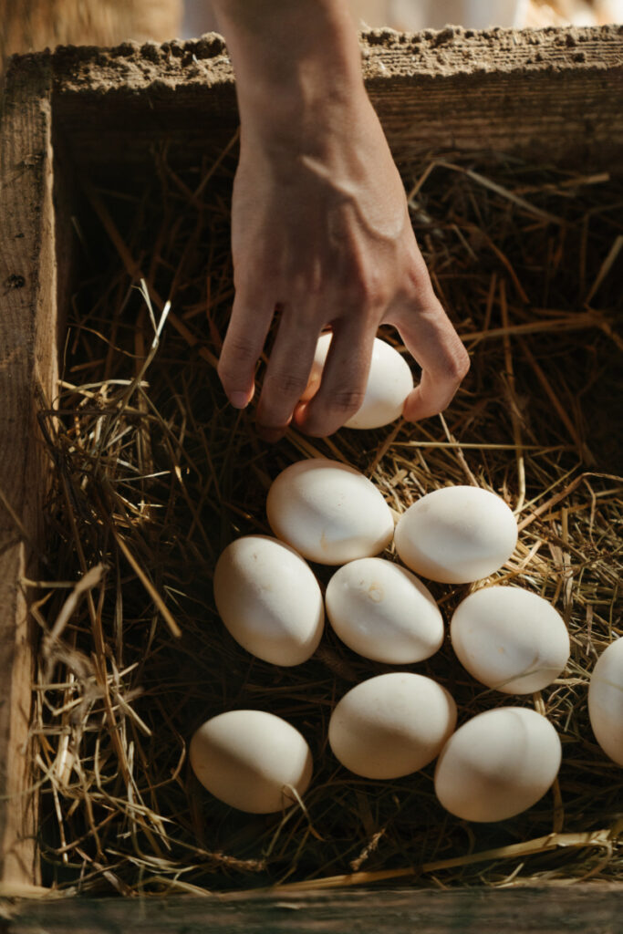 Raise Chickens for Eggs