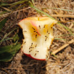 Can You Compost Apple Core