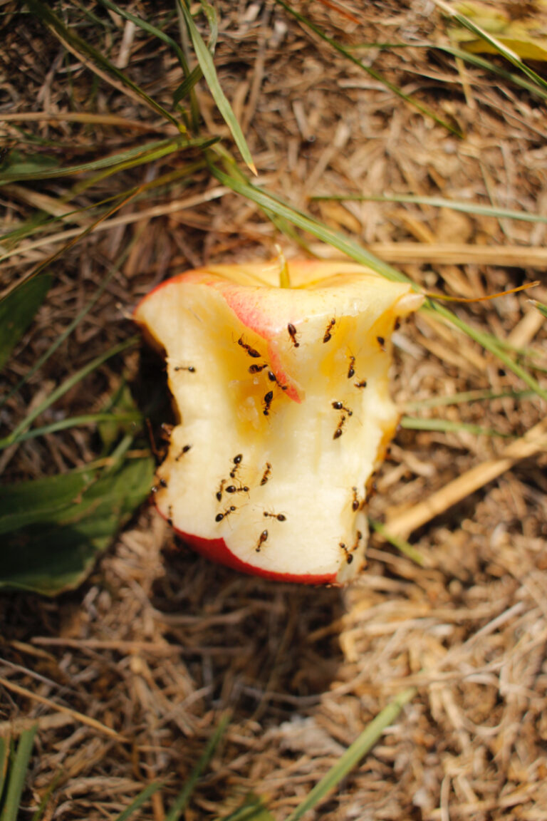 Can You Compost Apple Core