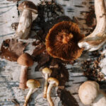 Can You Compost Mushrooms