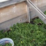 Can You Plant Directly into Compost