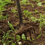 DIY Compost Spreader
