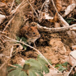 Do Compost Bins Attract Rats