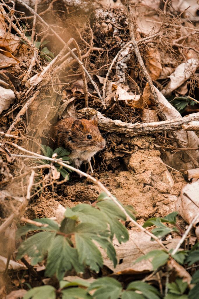 Do Compost Bins Attract Rats