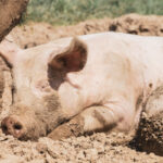 How to Compost Pig Manure