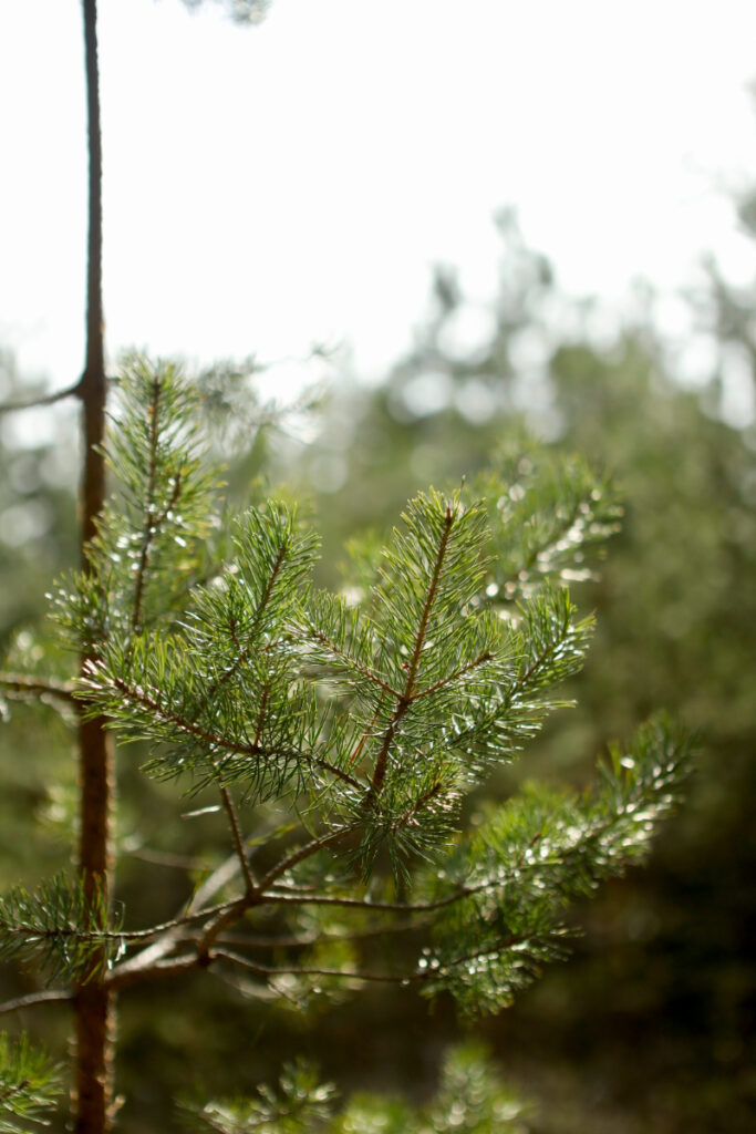 How to Compost Pine Needle