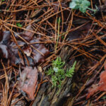 How to Compost Pine Needles