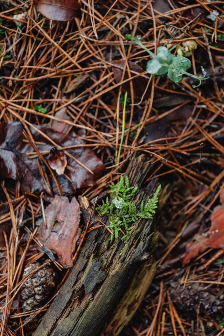 How to Compost Pine Needles