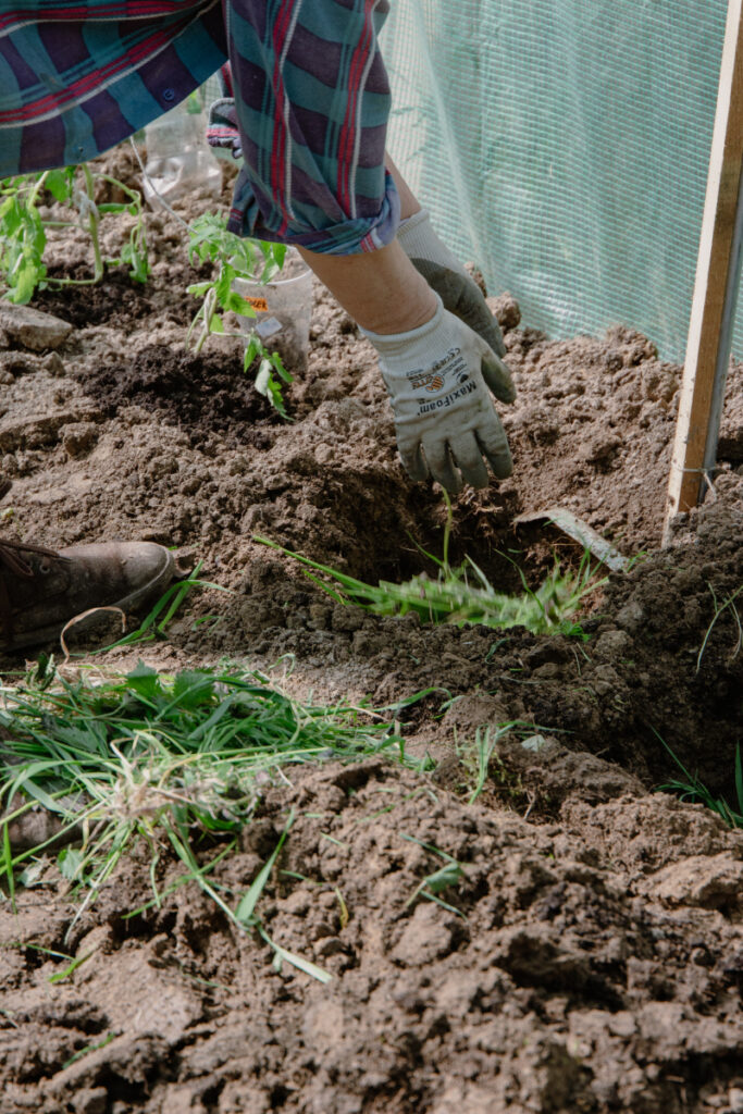 Humus Soil vs Compost