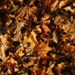 Leaf Mold vs Compost