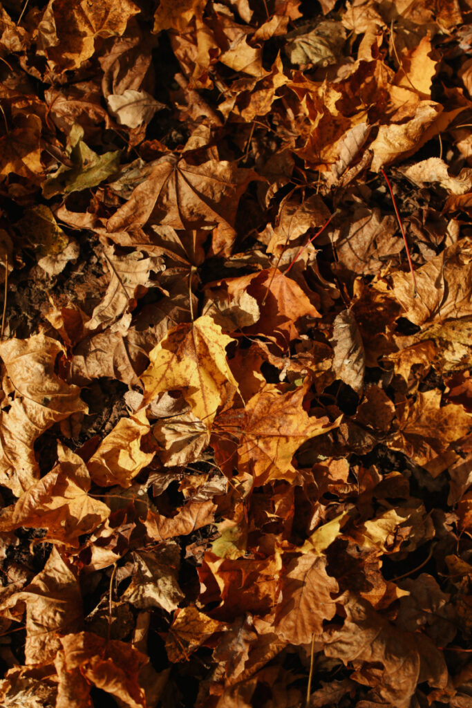 Leaf Mold vs Compost