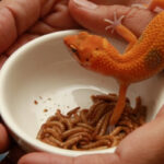 Are Mealworms Good for Compost?