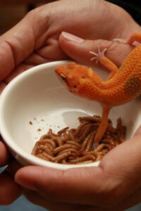 Are Mealworms Good for Compost?