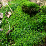 Peat Moss vs Compost
